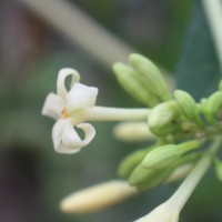 Carica papaya L.